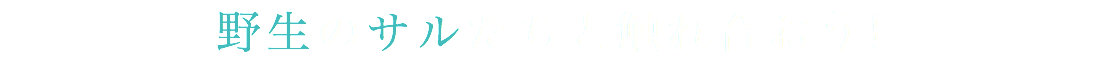 野生のサルたちと触れ合おう！